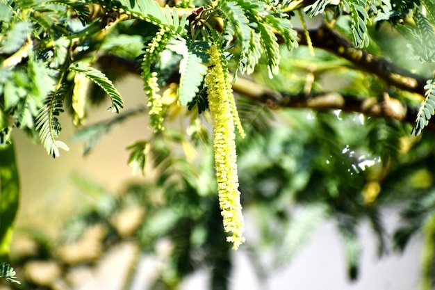 Photo prosopis juliflora tree flowering with leaves