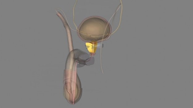 The prostate is both an accessory gland of the male reproductive system and a muscledriven mechanical switch between urination and ejaculation