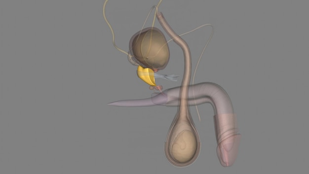 Photo the prostate is both an accessory gland of the male reproductive system and a muscledriven mechanical switch between urination and ejaculation