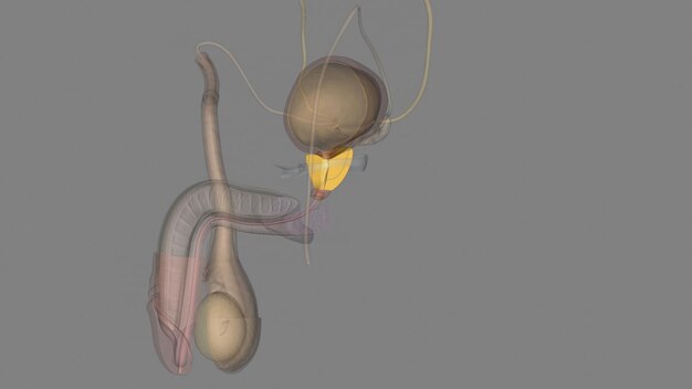 Photo the prostate is both an accessory gland of the male reproductive system and a muscledriven mechanical switch between urination and ejaculation