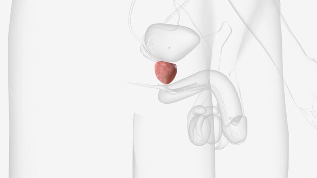 The prostate is a small gland that is involved in reproduction and makes some of the essential components in semen