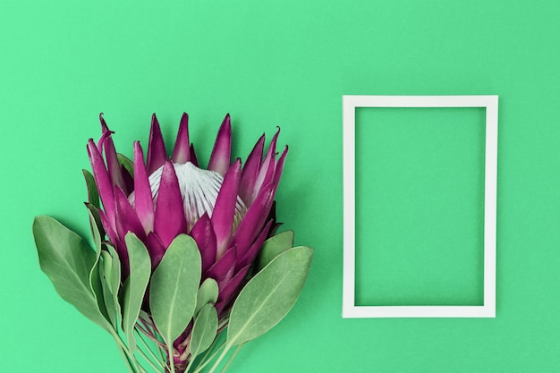 Protea-bloem, grote mooie plant en wit frame op papieroppervlak. Minimale compositie achtergrond voor briefkaart of uitnodiging voor verjaardag, verjaardag, bruiloft. Bovenaanzicht