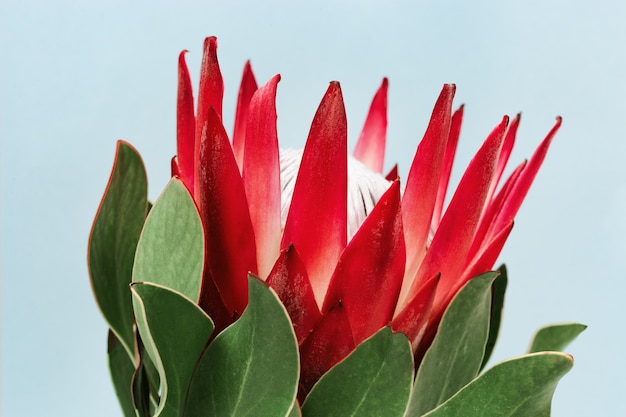 Protea-bloem, grote mooie plant op blauwe achtergrond voor briefkaart of uitnodiging