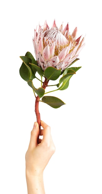 Protea bloem in de hand geïsoleerd op witte achtergrond Tedere zachte bloemen plant bloei houden op dikke stengel Botanische foto