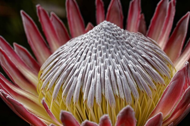 Photo protea cynaroides