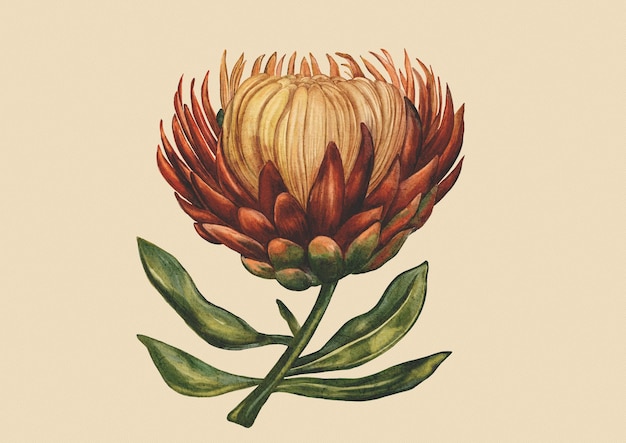 protea flower vintage botanical watercolor illustration