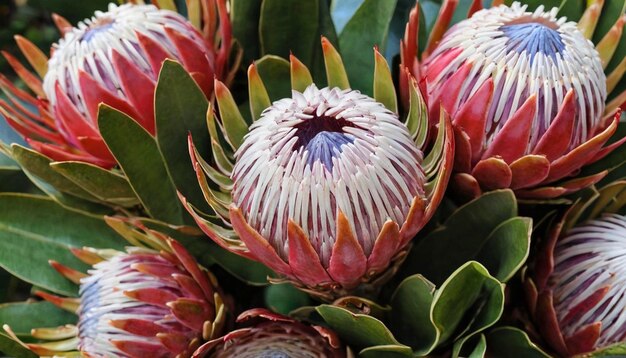 Protea Flower