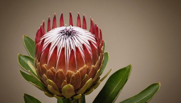 Photo protea flower