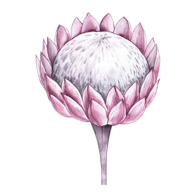 Protea pink flower on a white background