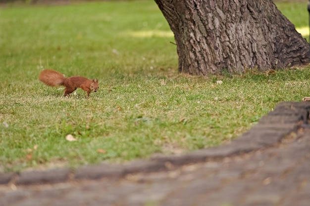 Protect and preserve Red squirrel in natural park Small tailed rodent on green grass Cute fluffy animal Natural landscape Wildlife preserve Nature reserve