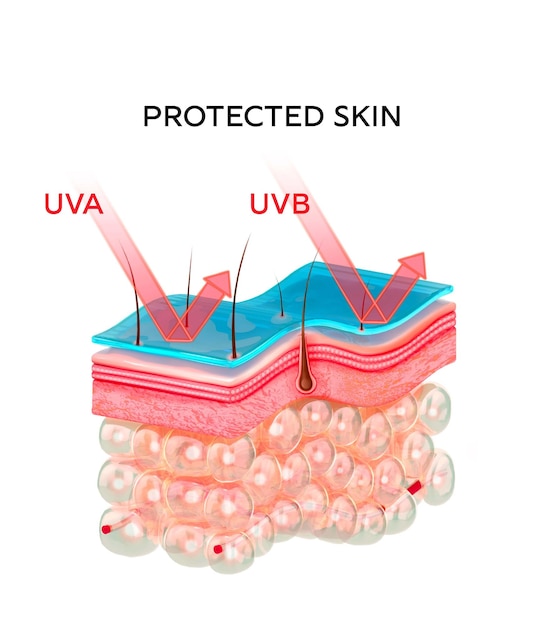 Photo protect the skin from uv radiation with a cream reflection of the suns rays medical skin layers d