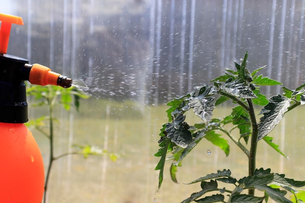 Protecting tomato plants from fungal disease gardening concept Farming concept Spraying insecticide on tomato plants from bad insect pest infestation