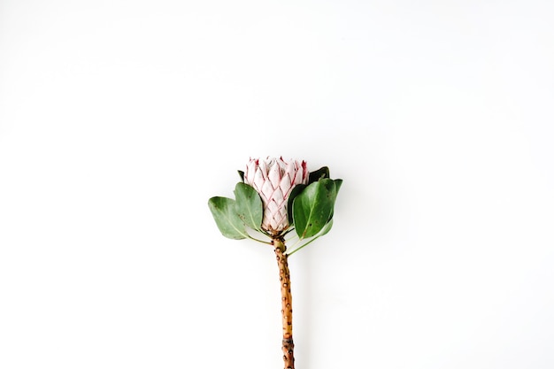 Photo proteus flower on white
