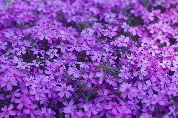 Proton paarse bloemen moderne ontwerpachtergrond.