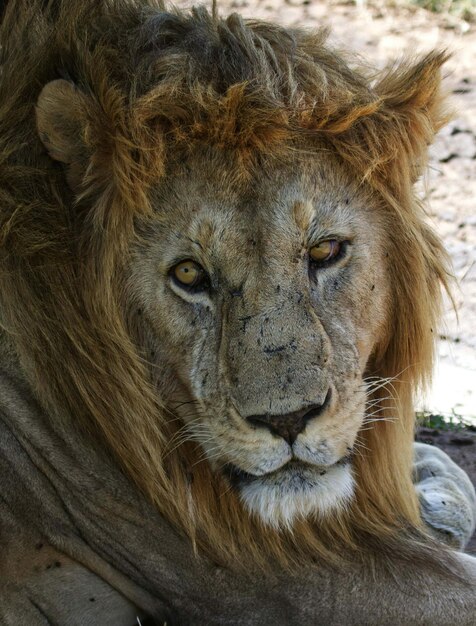 Foto ritratto di un leone