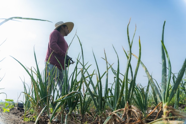 자랑스러운 농업 노동자가 푸른 양파  ⁇  가운데 서서 자신의 노동의 열매를 보여줍니다. 농업 노동의 개념 수확 시간 농촌 생계 작물 수확