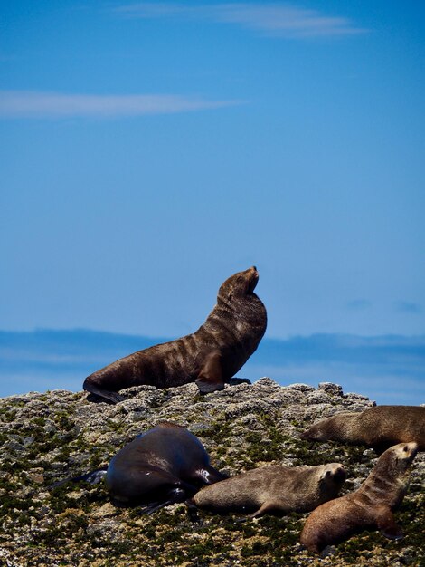 Foto proud australische bontzegel op bull rock stanley tasmanië australië