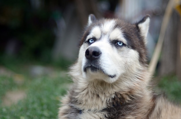 Proud handsome young husky dog with head in profile sitting in garden