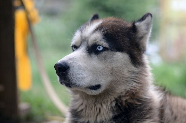 庭に座っているプロファイルの頭で誇りに思っているハンサムな若いハスキー犬