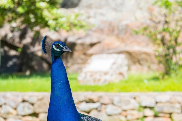 A proud peacock on top of a large granite stone