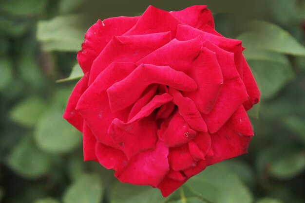 A proud scarlet rose opened its bud after a warm summer rain