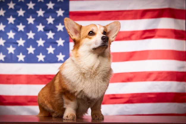 A proud Welsh Corgi Pembroke dog celebrates the Fourth of July