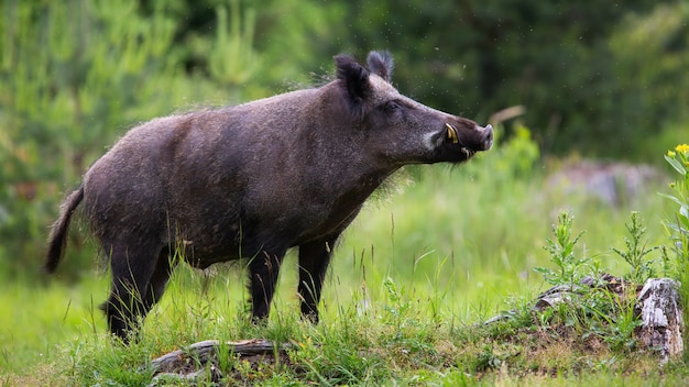 Proud wild boar with white tusks sniffing on green glade in summer nature