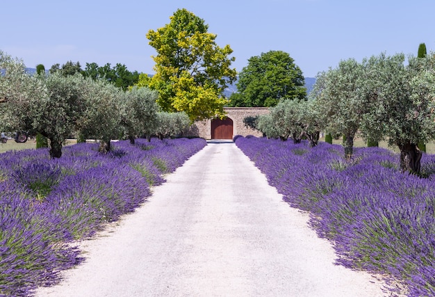 Foto provenza, francia. campo di lavanda durante la stagione estiva.