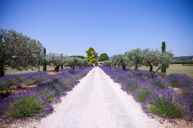 Foto provenza, francia. campo di lavanda durante la stagione estiva.