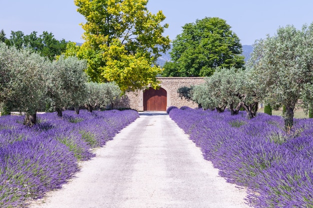 Provence, France. Lavander field during summer season.