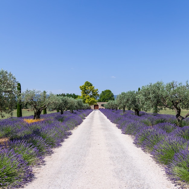 Provence, France. Lavander field during summer season.