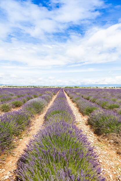 Provence, Frankrijk. Lavendelveld eind juni