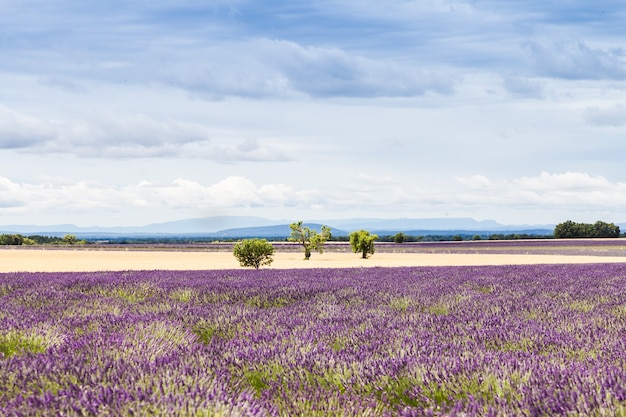 Provence, frankrijk. lavendelveld eind juni