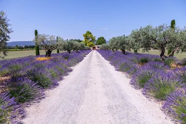 Provence, Frankrijk. Lavendelveld tijdens het zomerseizoen.