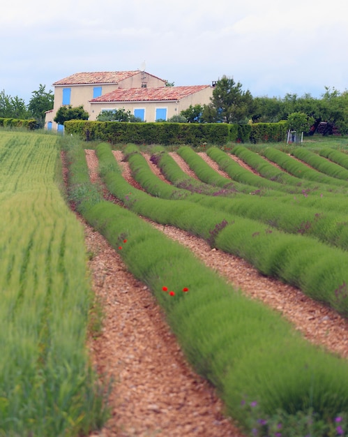 Provence - lavendelveld