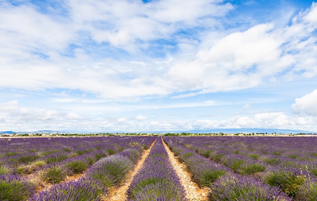 Provence Region, France. Lavander field at end of June