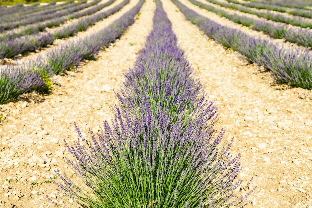 Provence Region, France. Lavander field at end of June