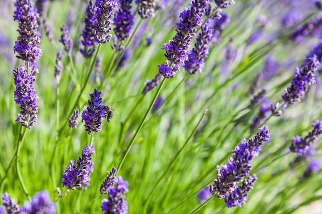 Provence Region, France. Lavander field at end of June