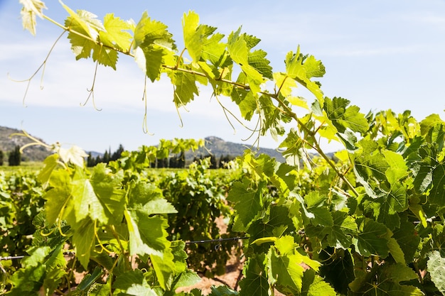 Provence region in South France. A perfect vineyard in July.