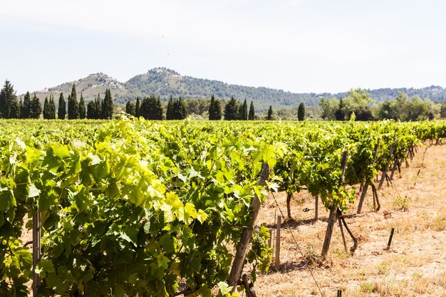 Provence region in South France. A perfect vineyard in July.