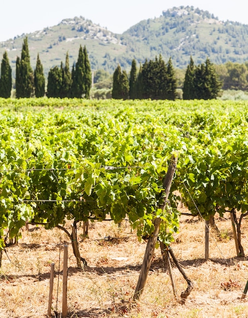 Provence region in South France. A perfect vineyard in July.