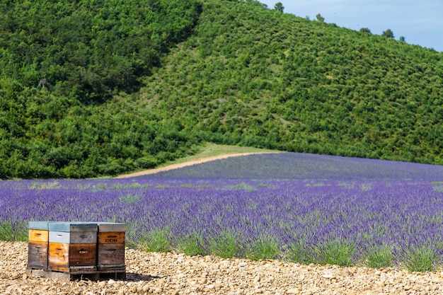Provenza, francia meridionale. alveare dedicato alla produzione di miele di lavanda.