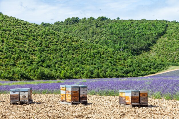 Provenza, francia meridionale. alveare dedicato alla produzione di miele di lavanda.