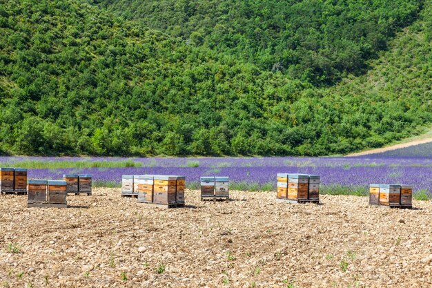 南フランス、プロヴァンス。ラバンダーハニーの生産に専念するビーハイブ。