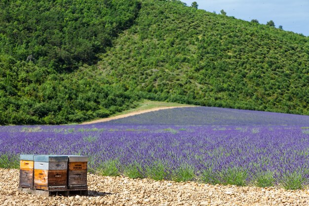 Provence, Zuid-Frankrijk. Bijenkorf gewijd aan de productie van lavendelhoning.