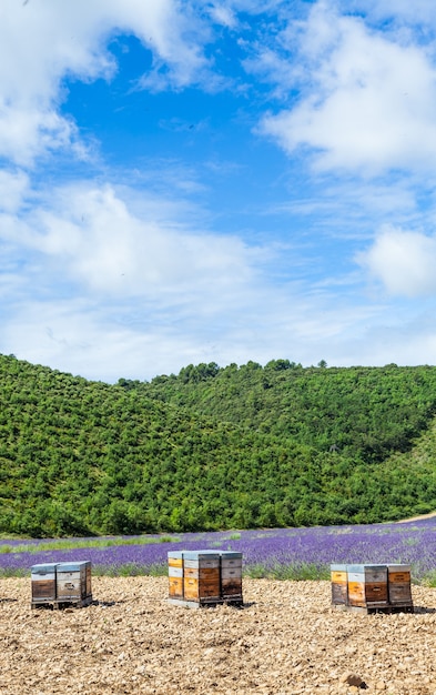 Provence, Zuid-Frankrijk. Bijenkorf gewijd aan de productie van lavendelhoning.