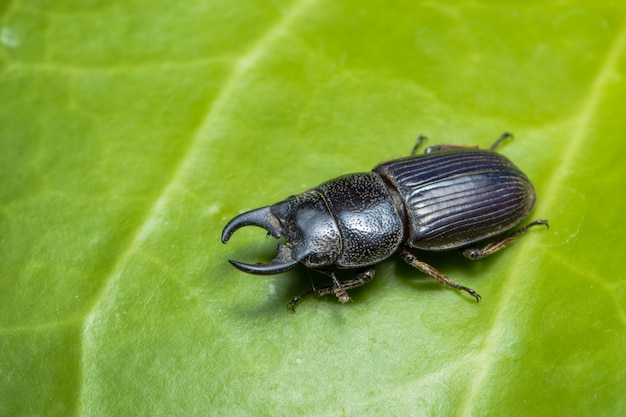 Photo proximity distance insect dorcus