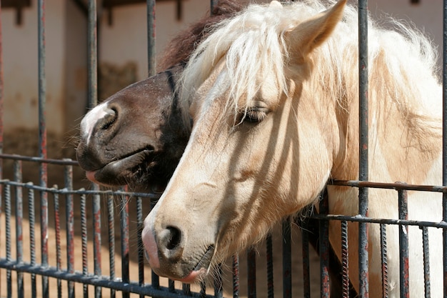 Prozhivalskyの馬がフェンスから頭をすり抜ける