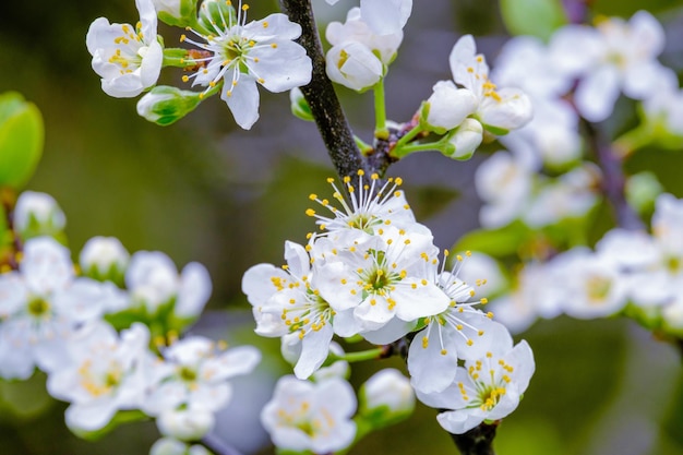 Pruim bloeit in de lente Fijne witte bloemen van de pruimenboom in close-up Stampers meeldraden