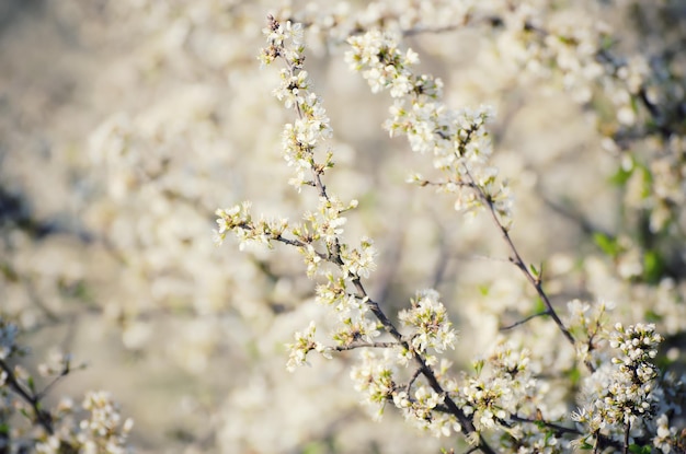 Pruim lentebloemen